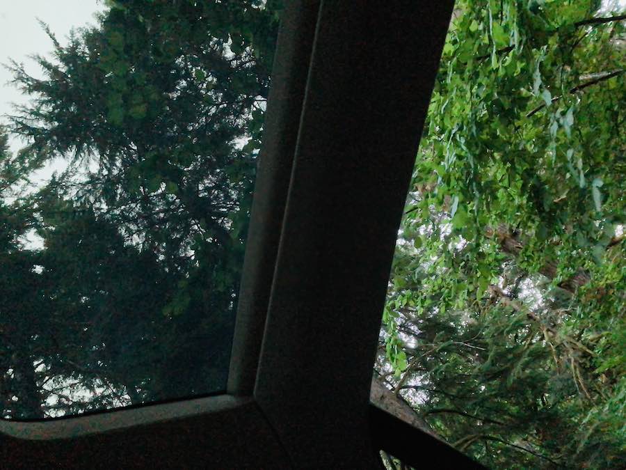 view of trees out of Tesla sunroof